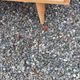 Vintage oak chest of drawers with 4 drawers from the 1960s.