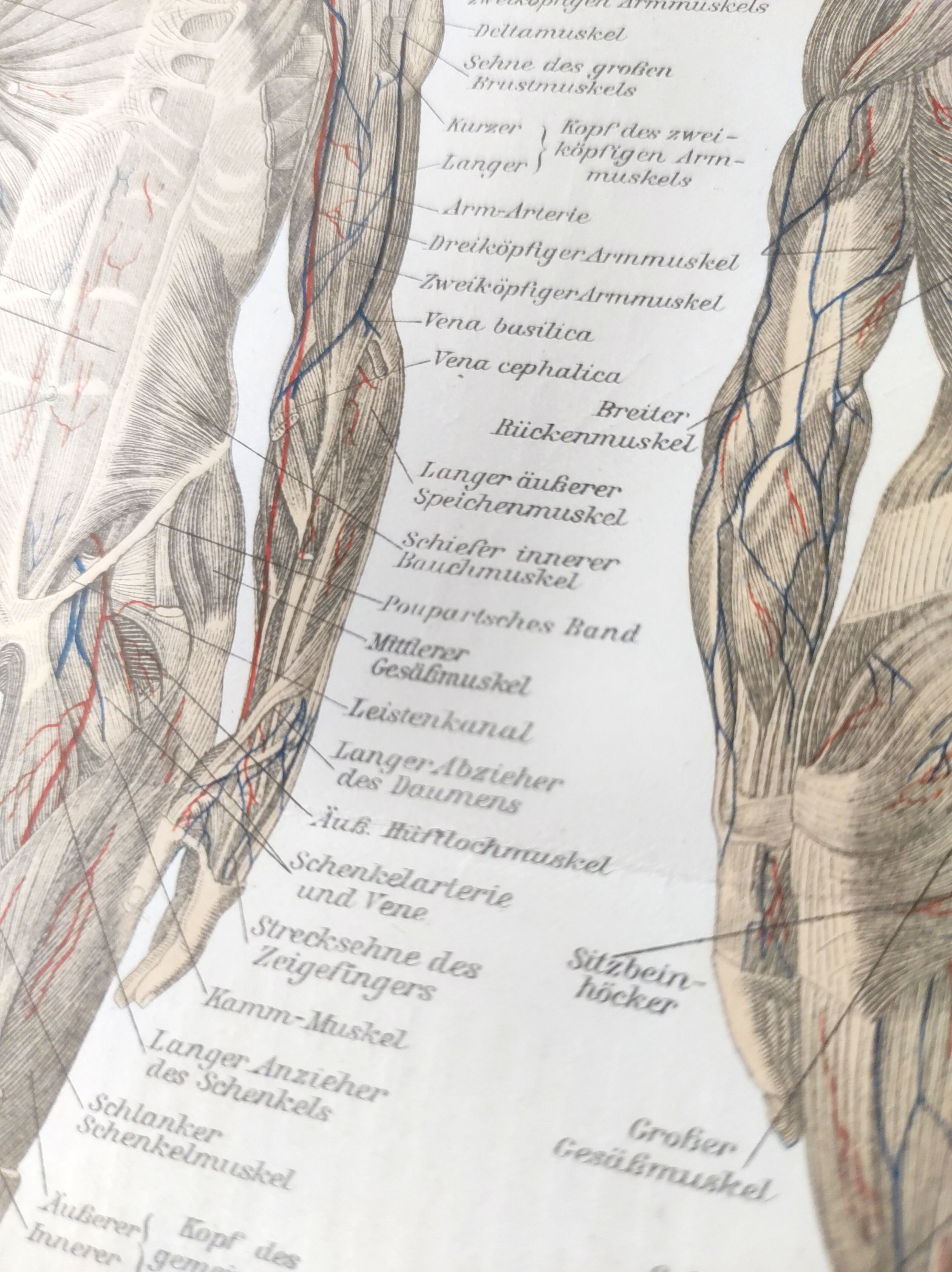 Antique print - Human anatomy - Muscles - Chromo-lithography from 1909