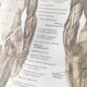 Antique print - Human anatomy - Muscles - Chromo-lithography from 1909
