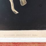 lithograph of Hyloterpe Philippinensis