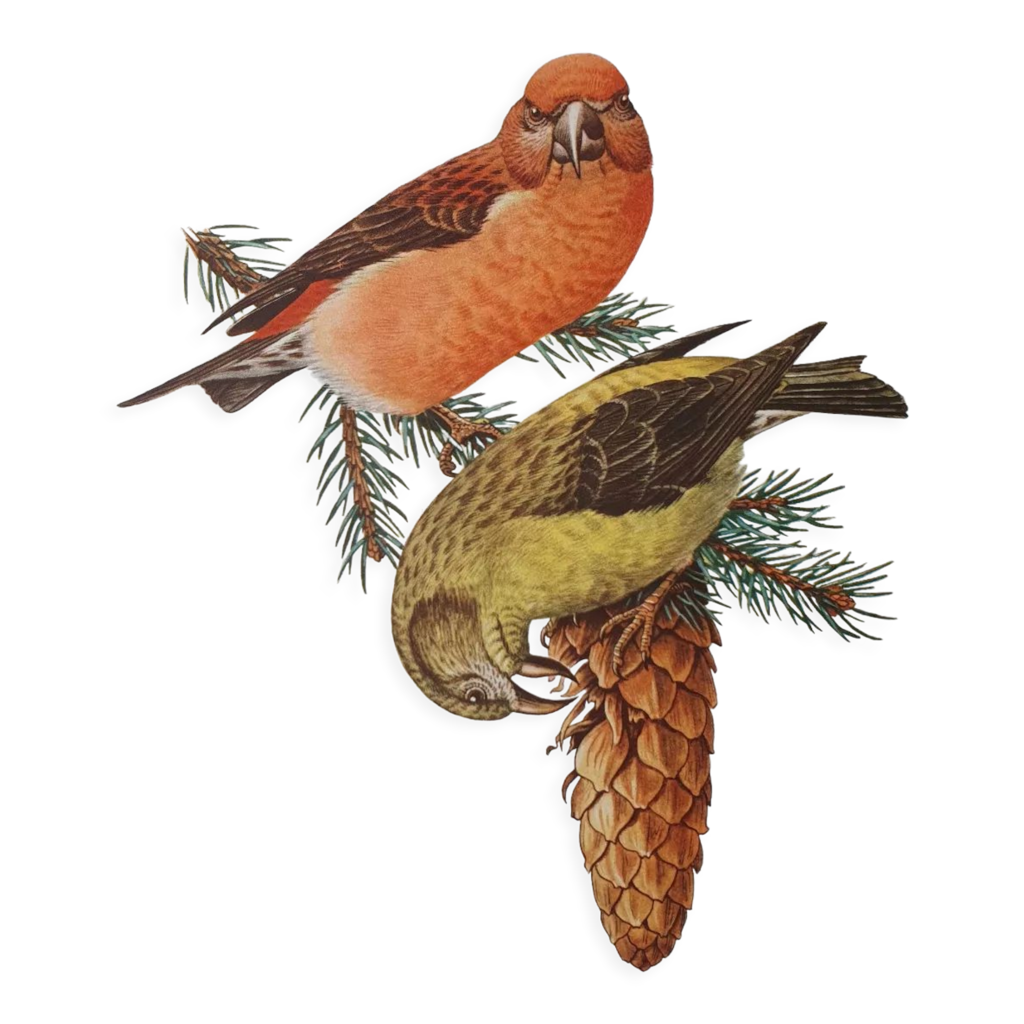 Fir crossbill bird board