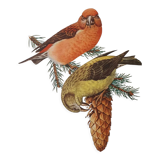 Fir crossbill bird board