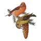 Fir crossbill bird board