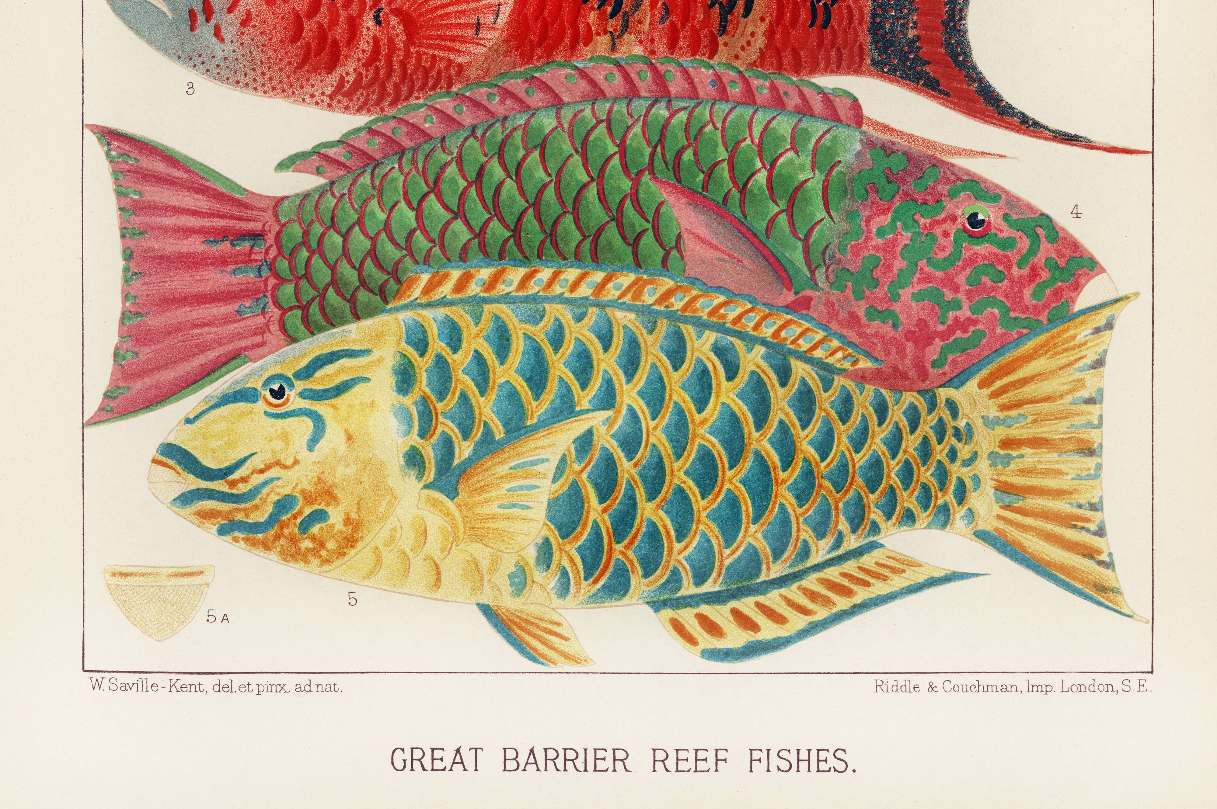 Poster about the fish of the Great Barrier Reef, 1893