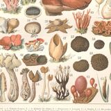 Planche lithographie champignons 1900
