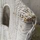 Paire de fauteuils en rotin vintage
