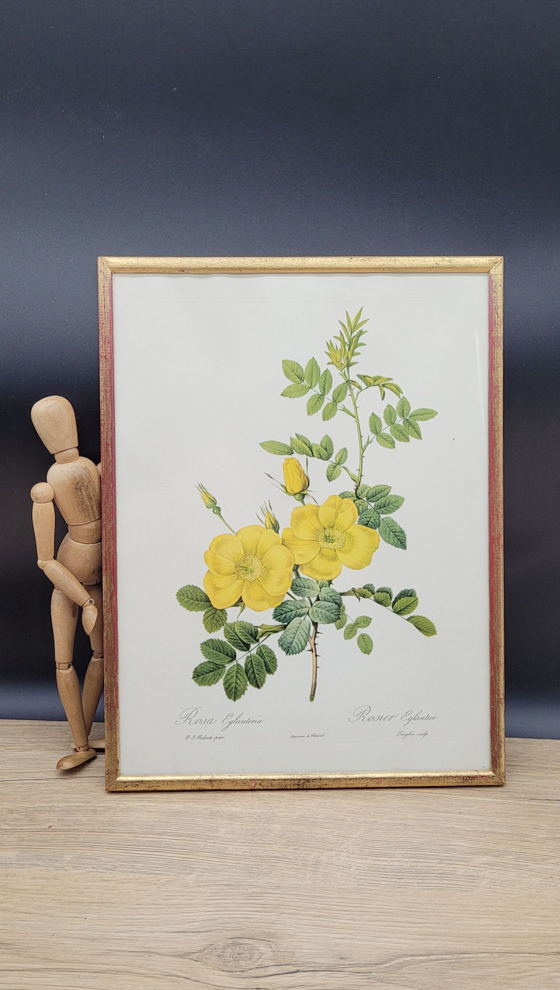 Lithograph Rosehip Rose