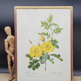 Lithograph Rosehip Rose