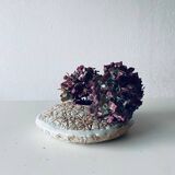 Large flat lentil vase