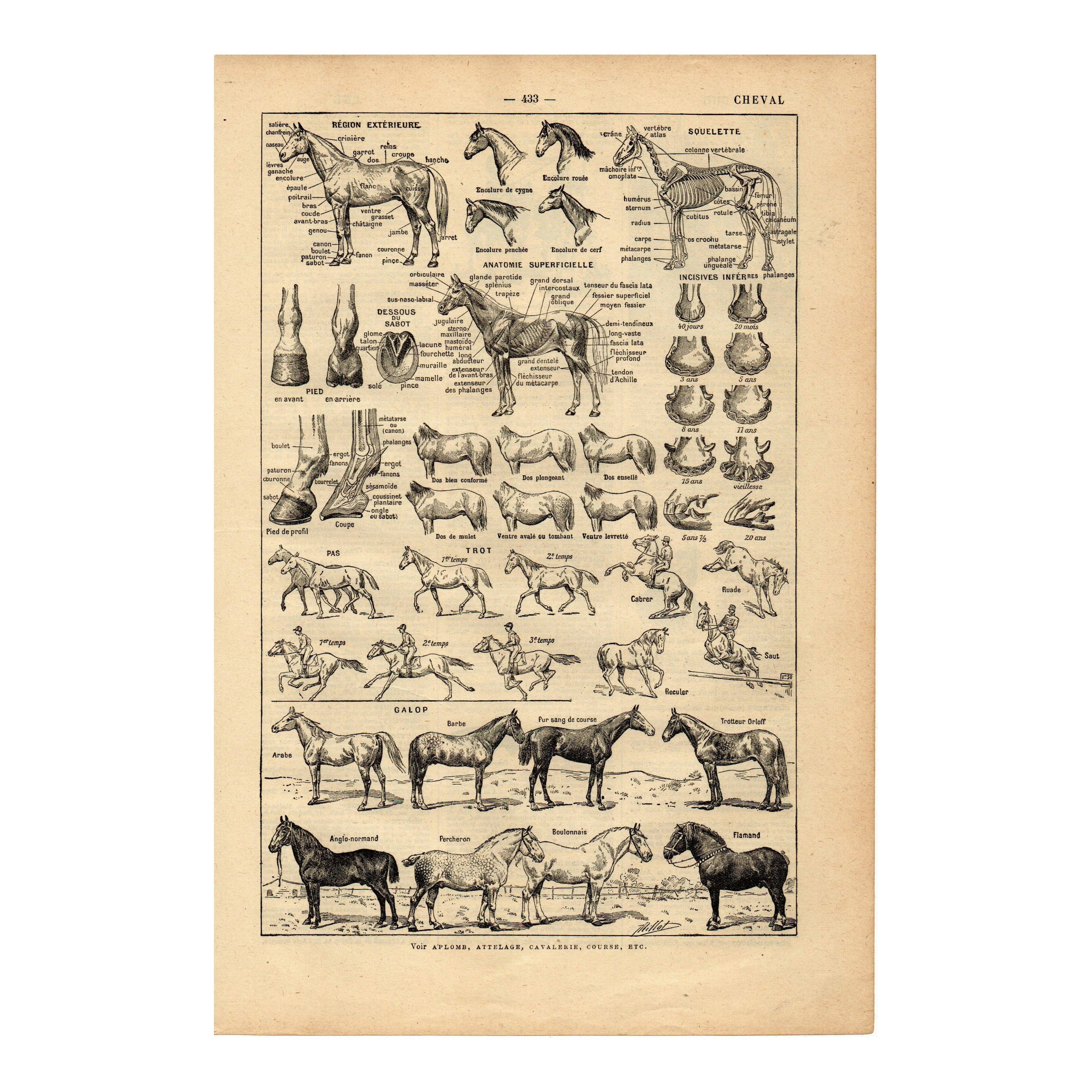 Old engraving from 1923 - Anatomy and breeds of the horse by A. Millot