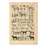 Old engraving from 1923 - Anatomy and breeds of the horse by A. Millot