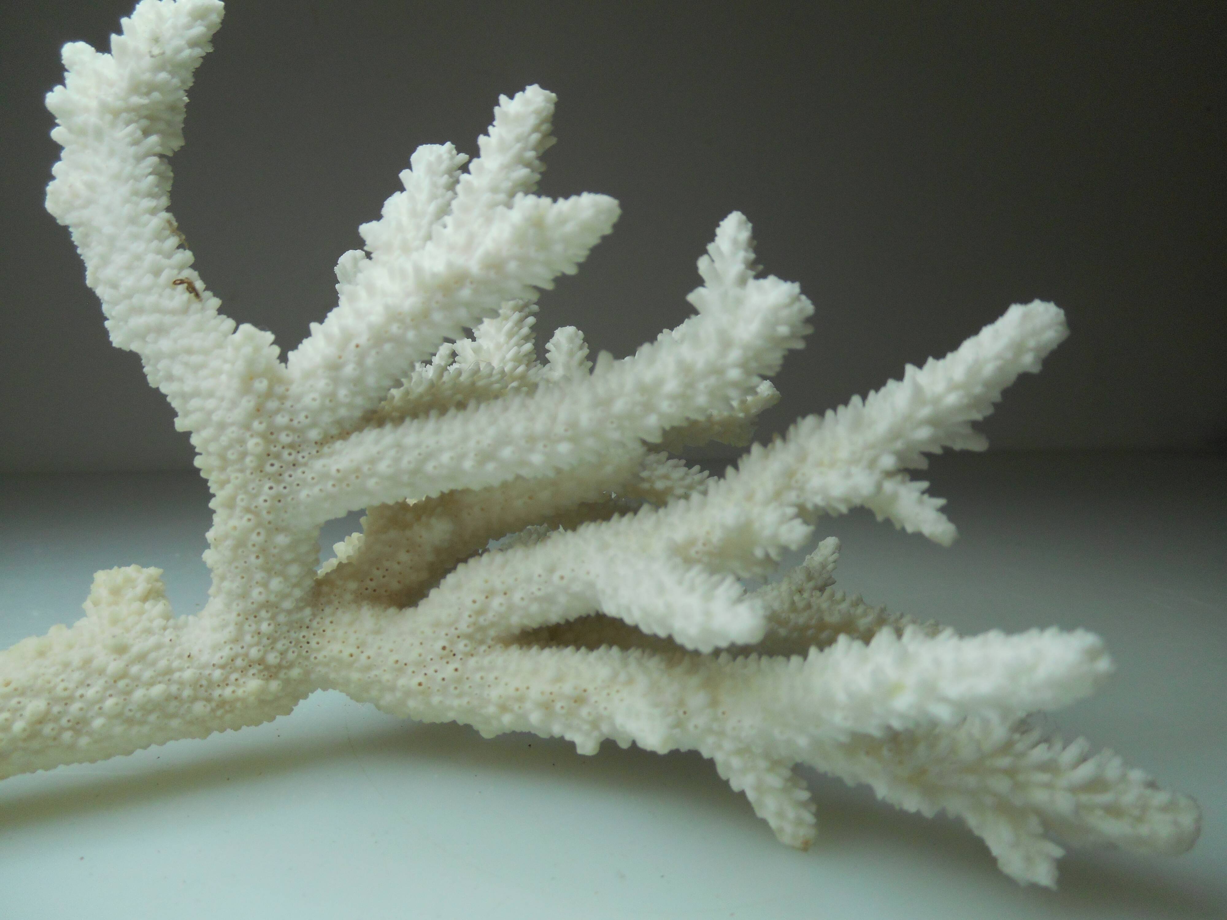 Ancient natural white coral branch