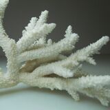 Ancient natural white coral branch