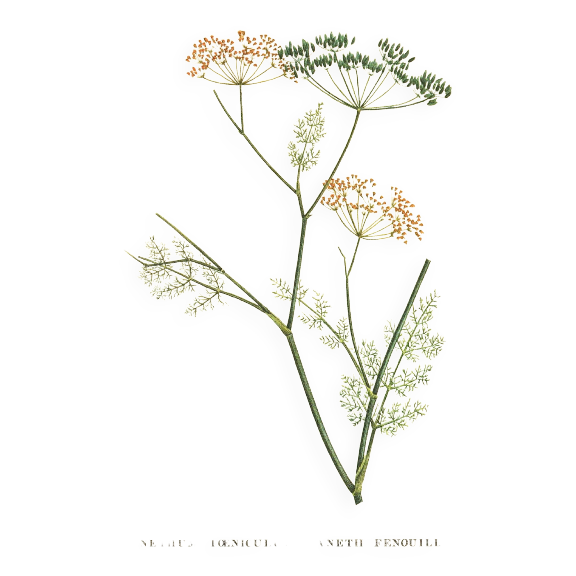 Old illustration 1959 - Fennel - Vintage herbarium illustration