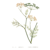 Old illustration 1959 - Fennel - Vintage herbarium illustration