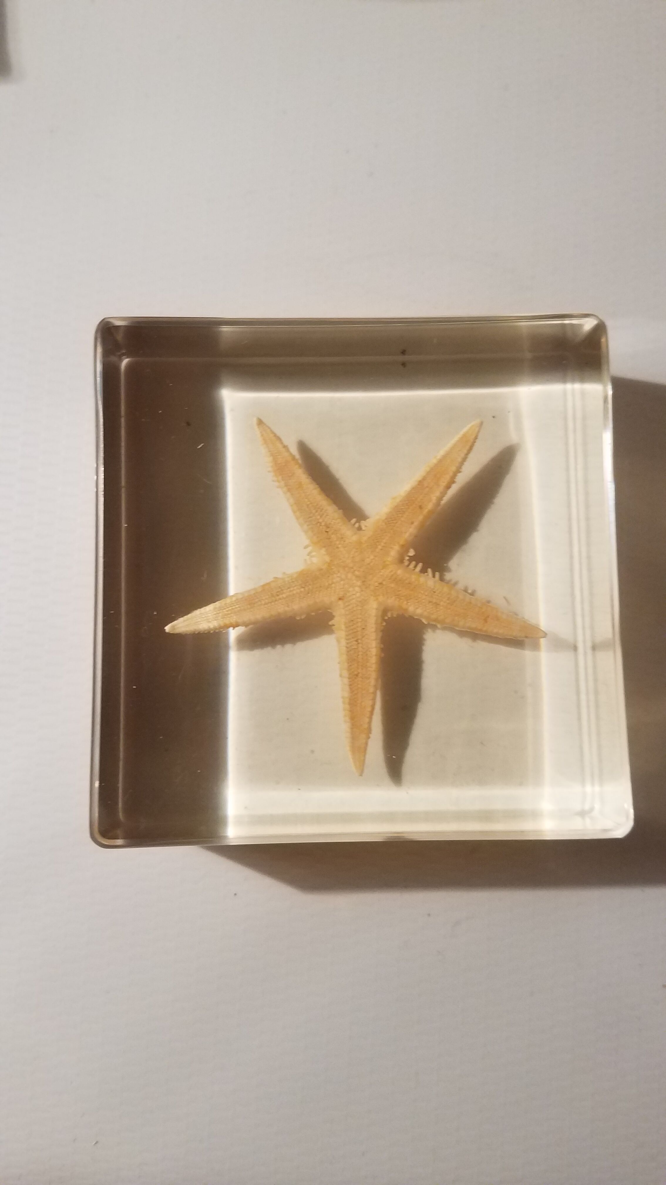 Starfish resin block