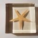 Starfish resin block