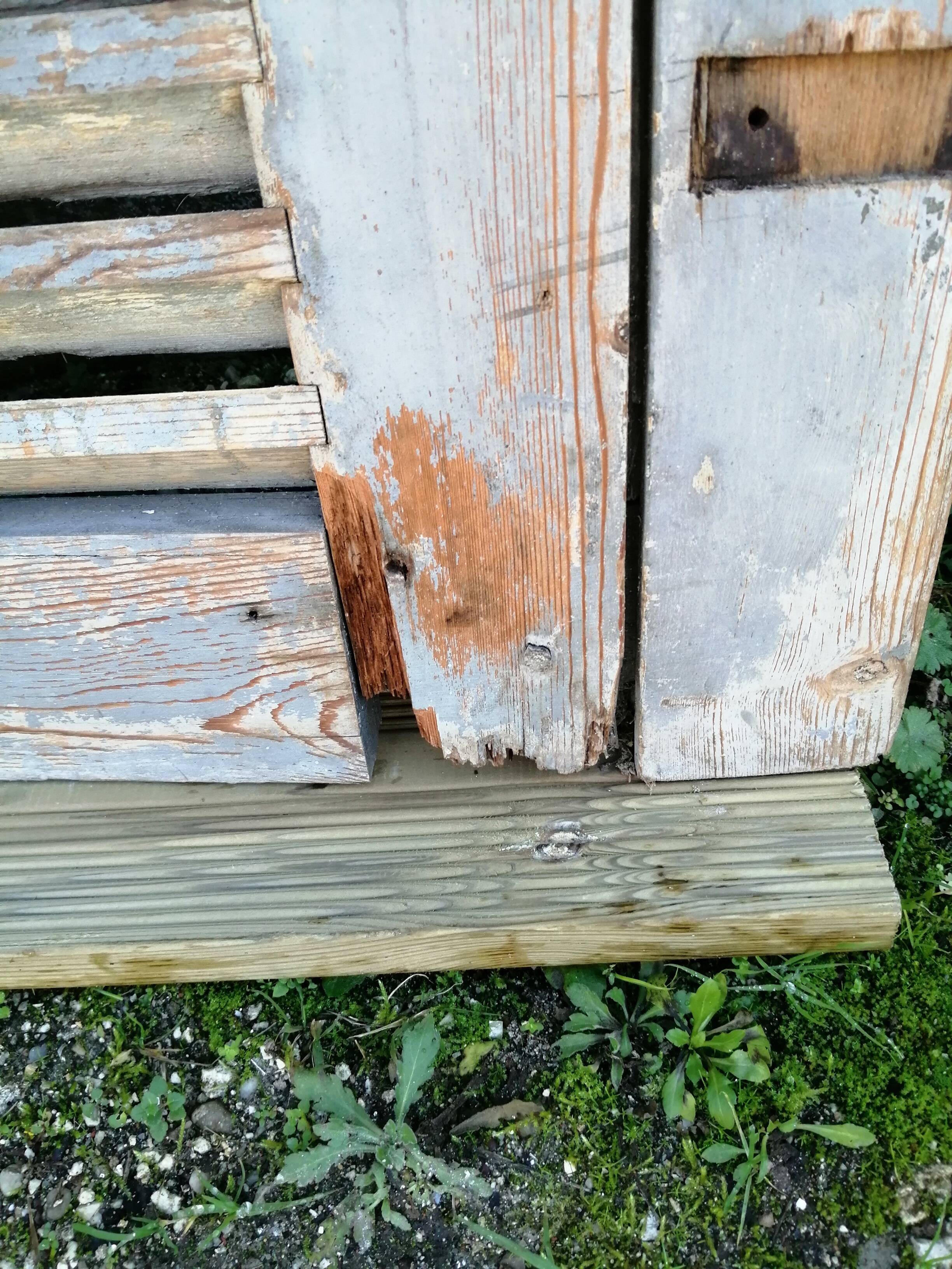 Pair of old 19th century louvered shutters