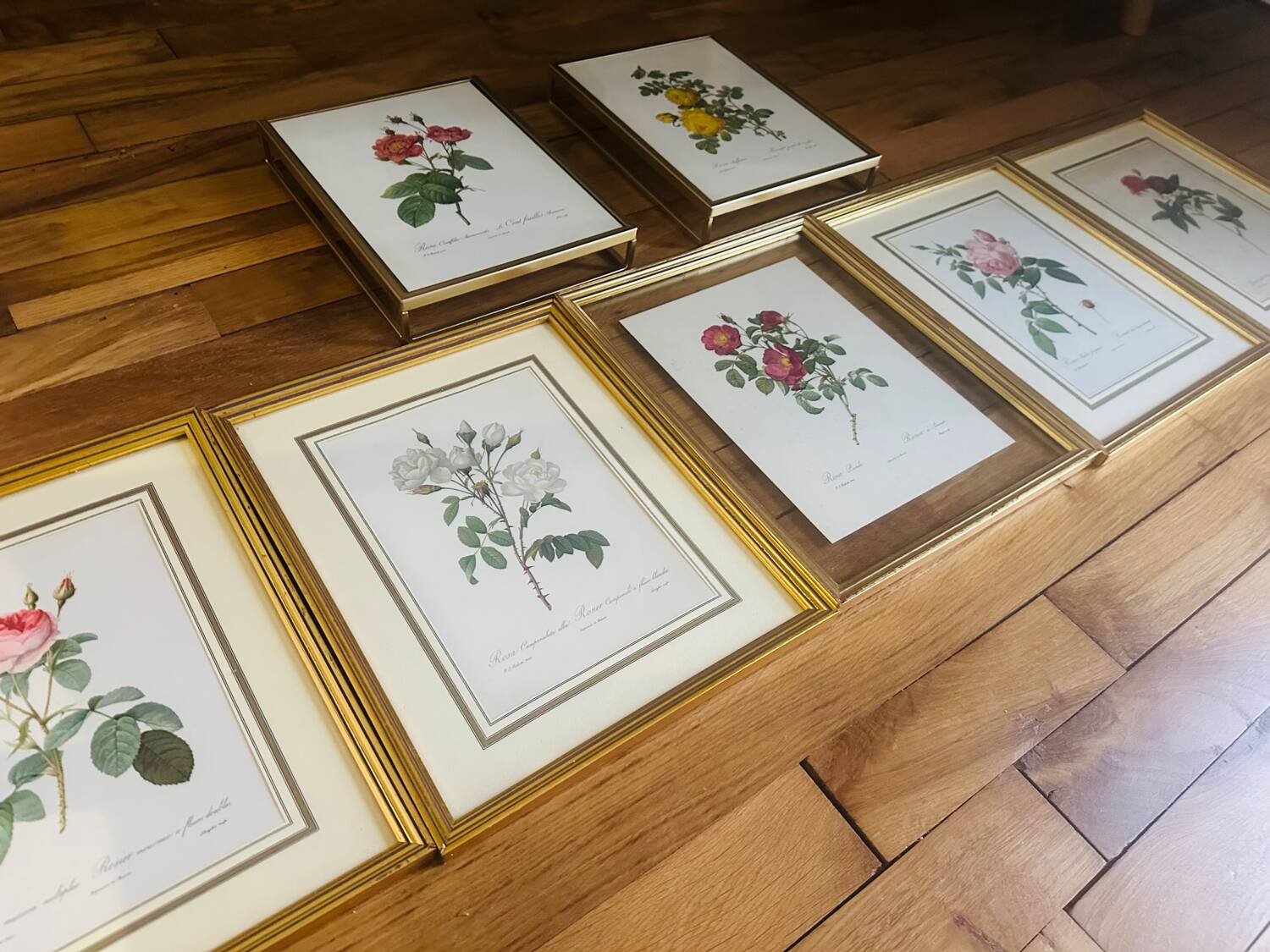 Lot de 7 lithographies botaniques roses 1950