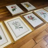Lot of 7 pink botanical lithographs 1950