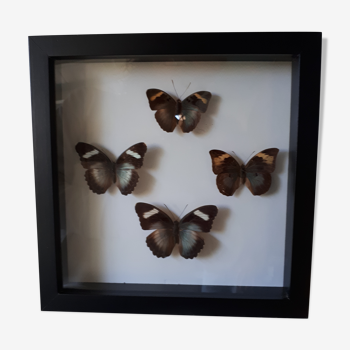 Framed butterflies