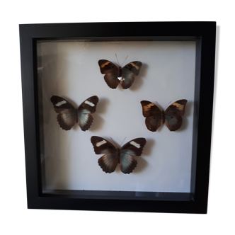 Papillons encadrés