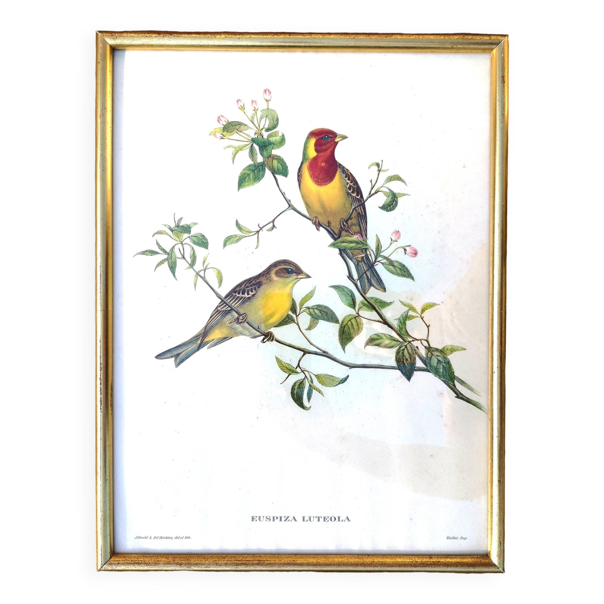 Framed lithograph by J. Gould and HC Richter