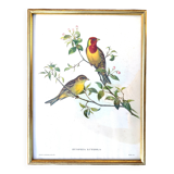 Framed lithograph by J. Gould and HC Richter