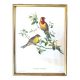 Framed lithograph by J. Gould and HC Richter