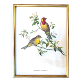 Framed lithograph by J. Gould and HC Richter