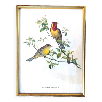 Framed lithograph by J. Gould and HC Richter
