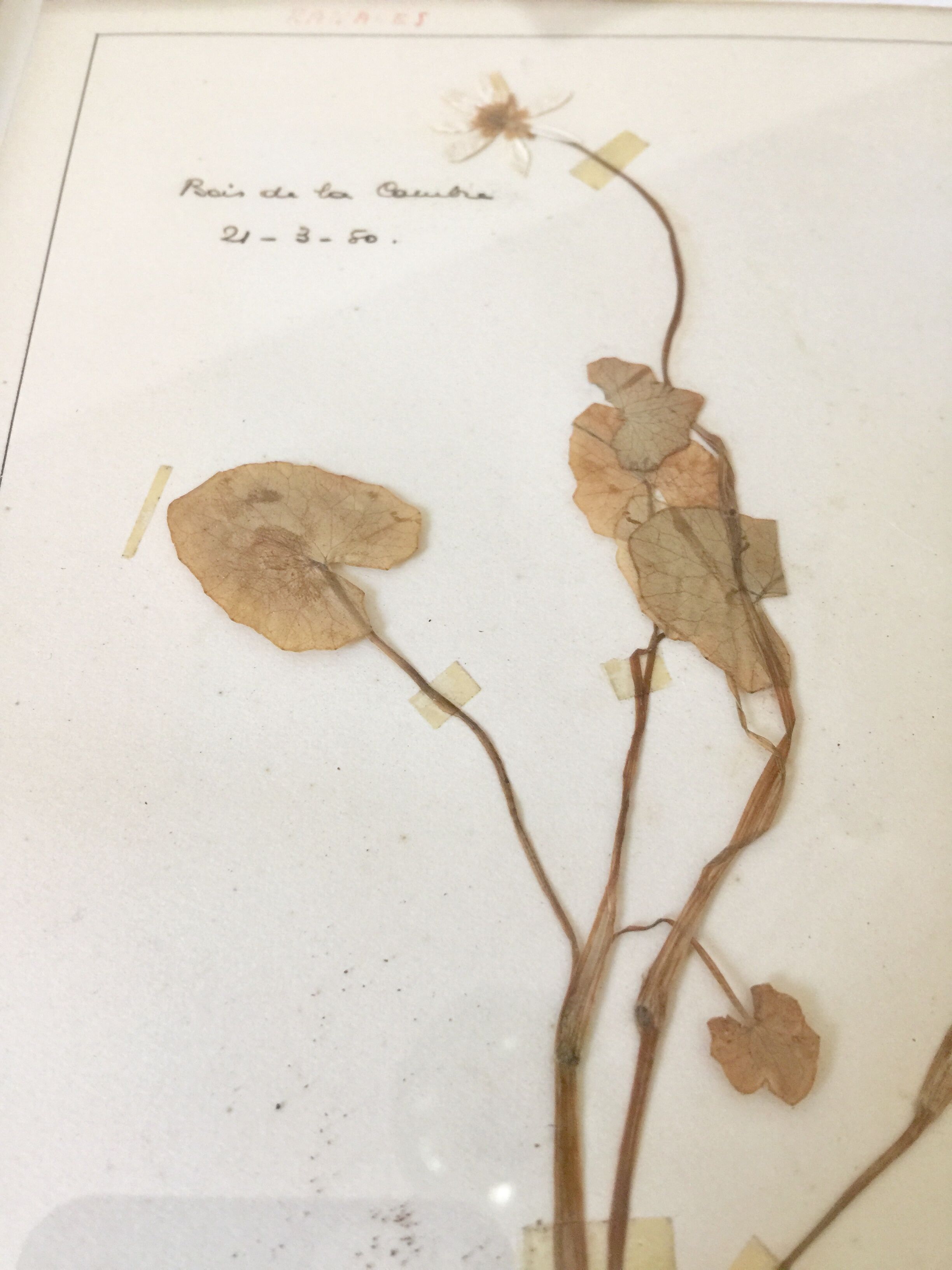 6 planches herbier datant de 1950 Provenance Belgique