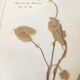6 planches herbier datant de 1950 Provenance Belgique