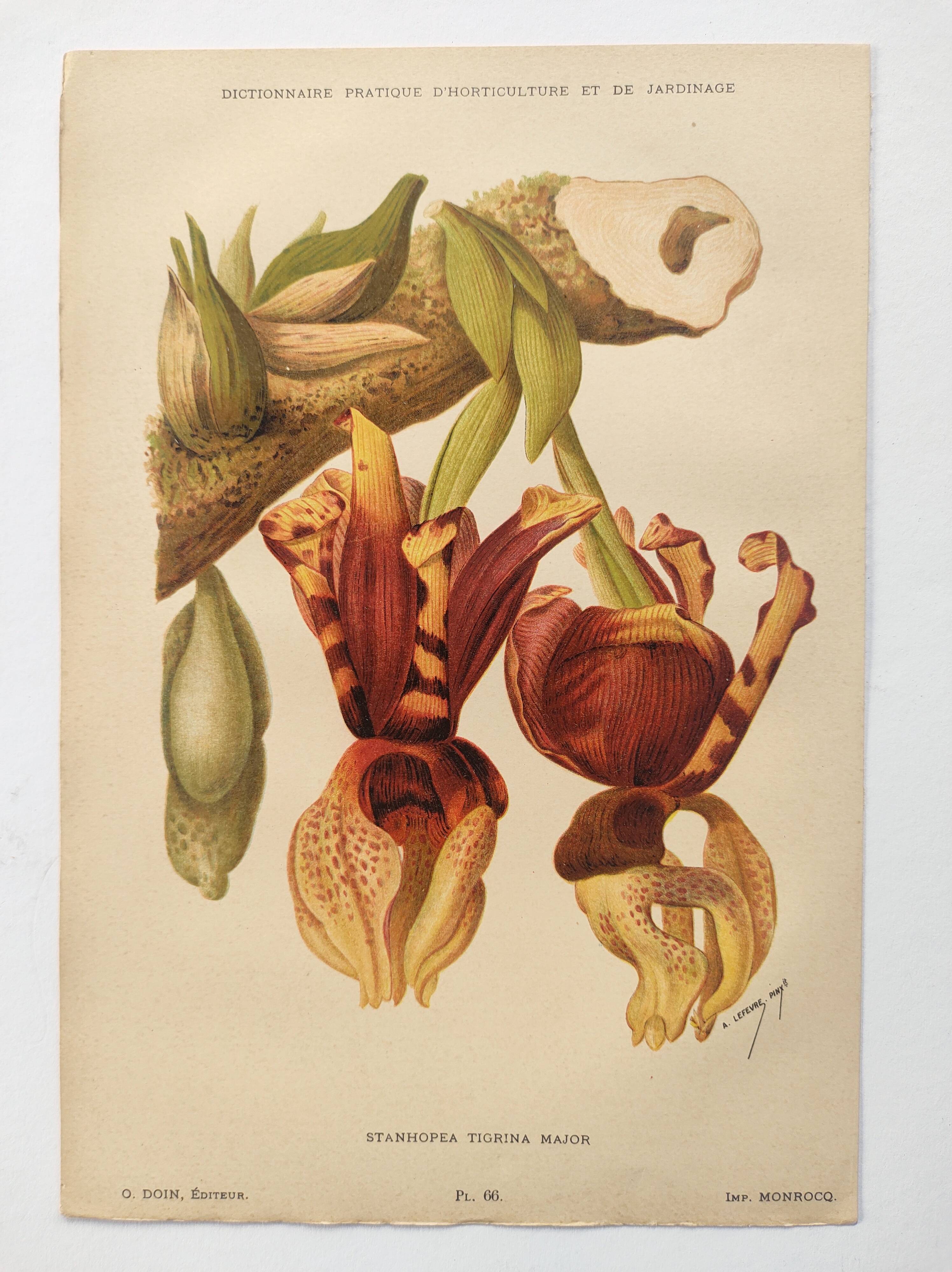Botanical Chromo-Lithograph from 1897 - Stanhopea Tigrina Major - Original plate. Old engraving