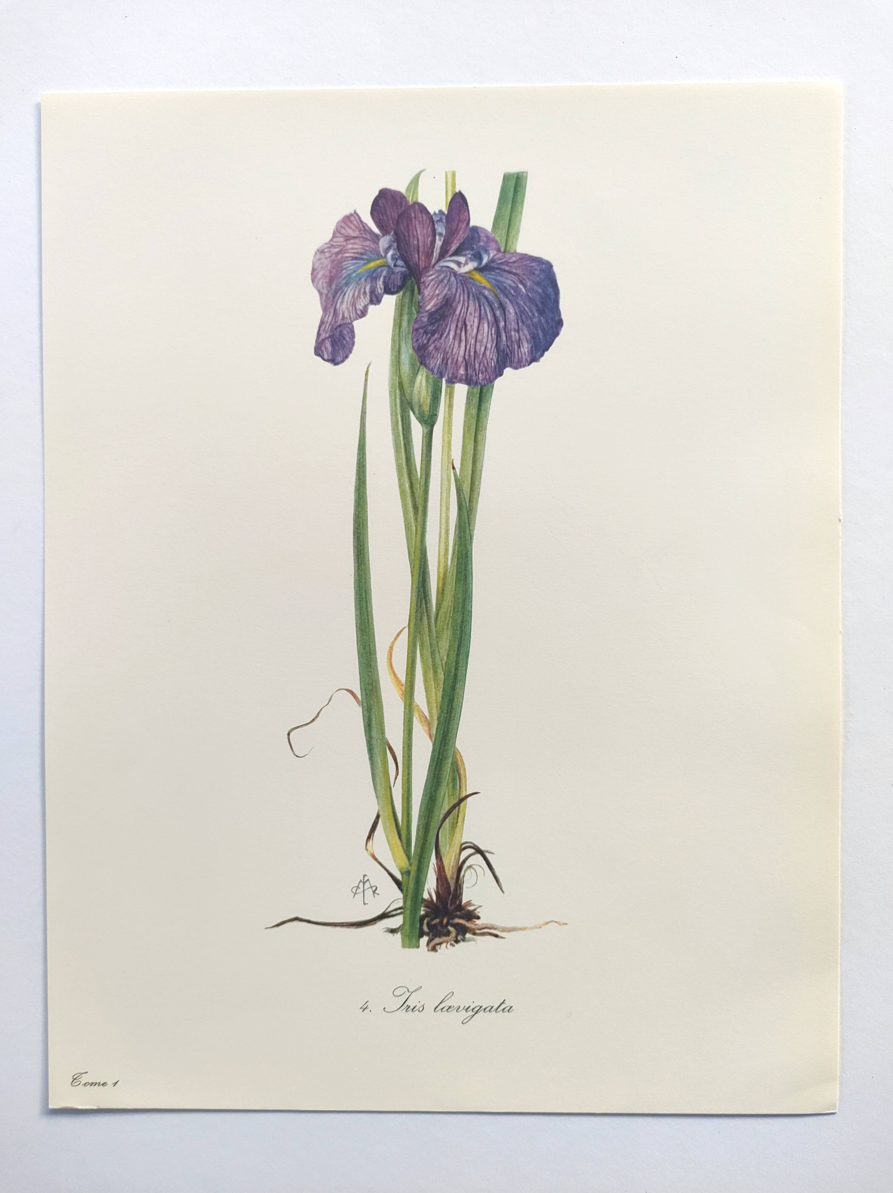 Planche Florale de 1978 - Iris - Aquarelle botanique de M.Rollinat