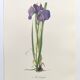 Planche Florale de 1978 - Iris - Aquarelle botanique de M.Rollinat