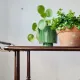 Vintage stained wood and clear glass sideboard – 1950s/60s