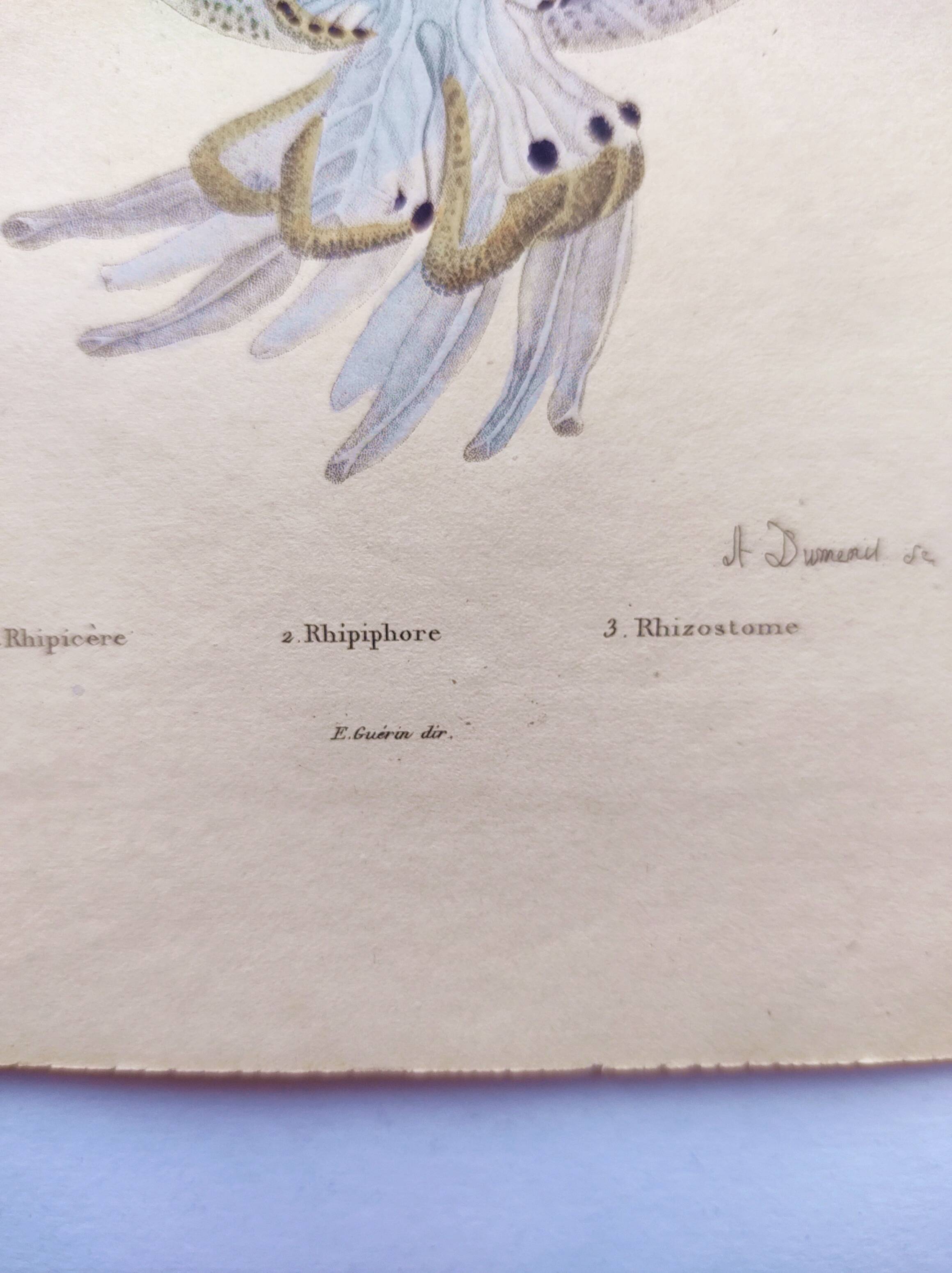 Old engraving from 1838 - Rhizostome jellyfish - Zoological hand-colored plate by Dumenil