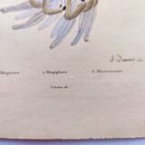 Gravure ancienne de 1838 -Méduse rhizostome- Planche coloriée à la main zoologique de Dumenil