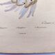 Old engraving from 1838 - Rhizostome jellyfish - Zoological hand-colored plate by Dumenil