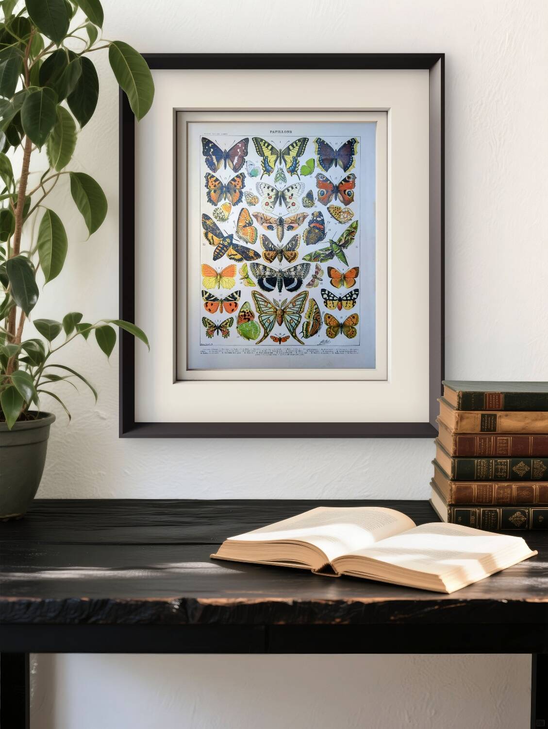 Imprimée en 1905, les papillons. Affiche Entomologique ancienne.