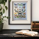 Imprimée en 1905, les papillons. Affiche Entomologique ancienne.