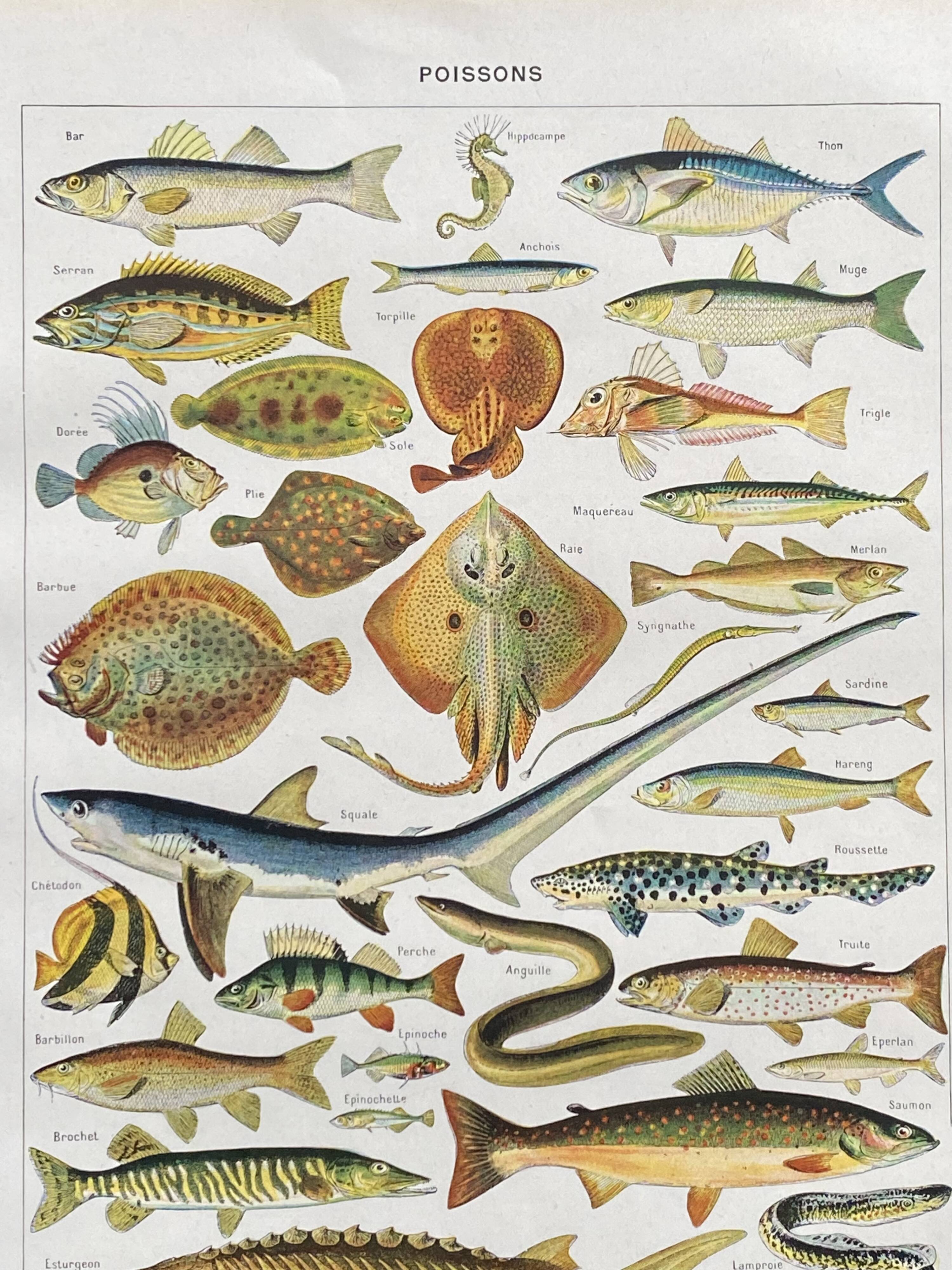 Old illustration Millot "fish"