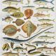 Old illustration Millot "fish"