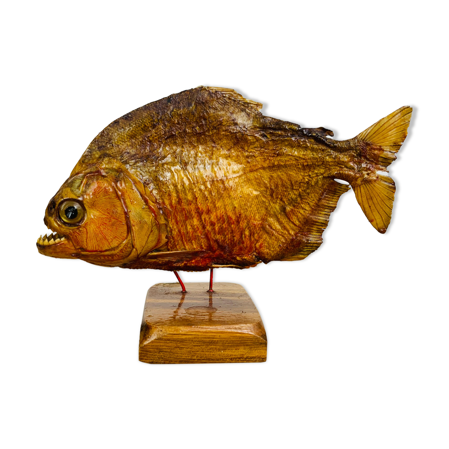 Piranha naturalized on base cabinet of curiosity