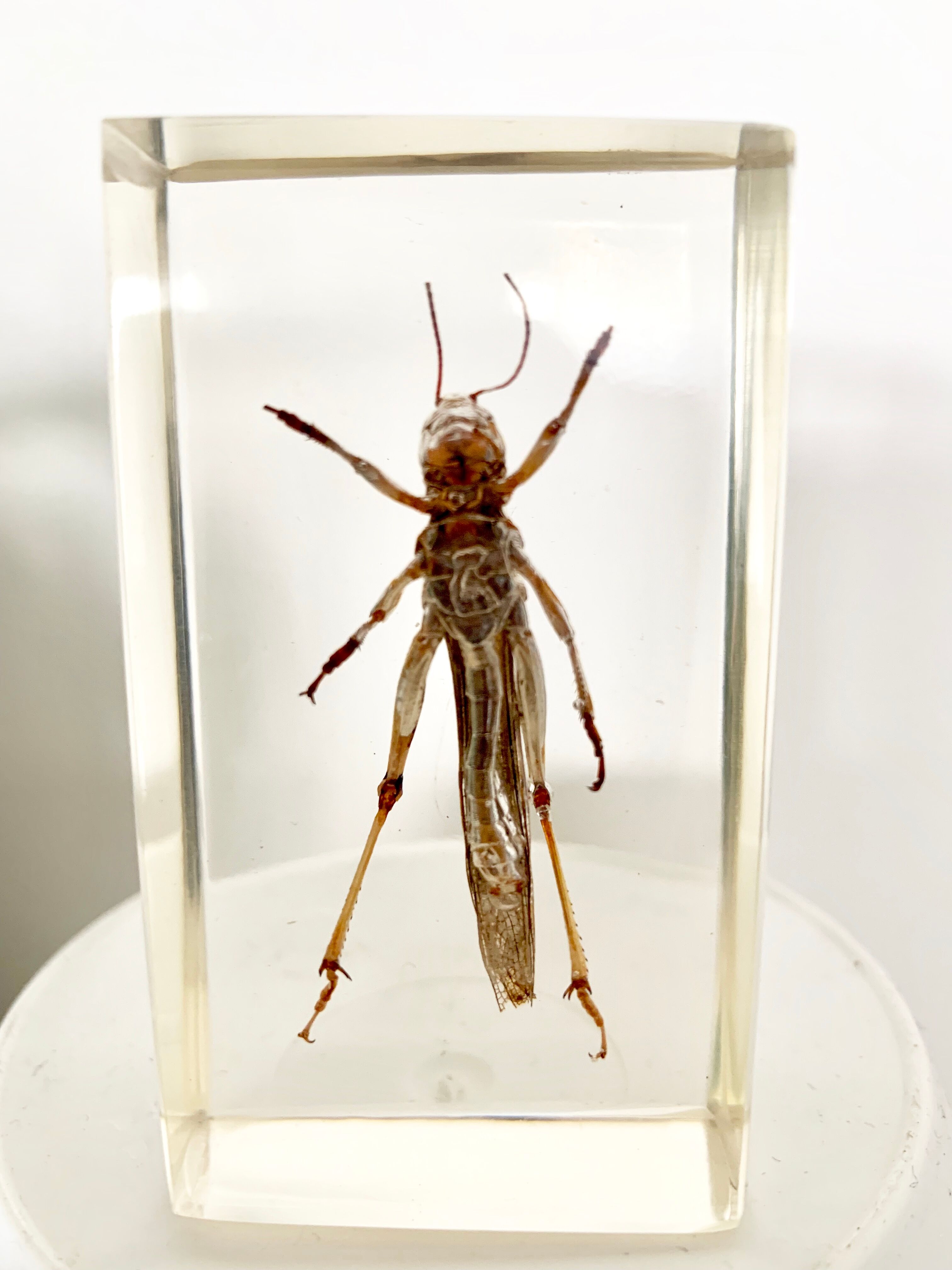 Insect duo under resin inclusion