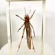 Insect duo under resin inclusion