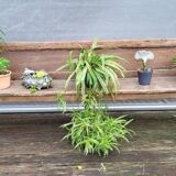 19th-century church pew, 245 cm long