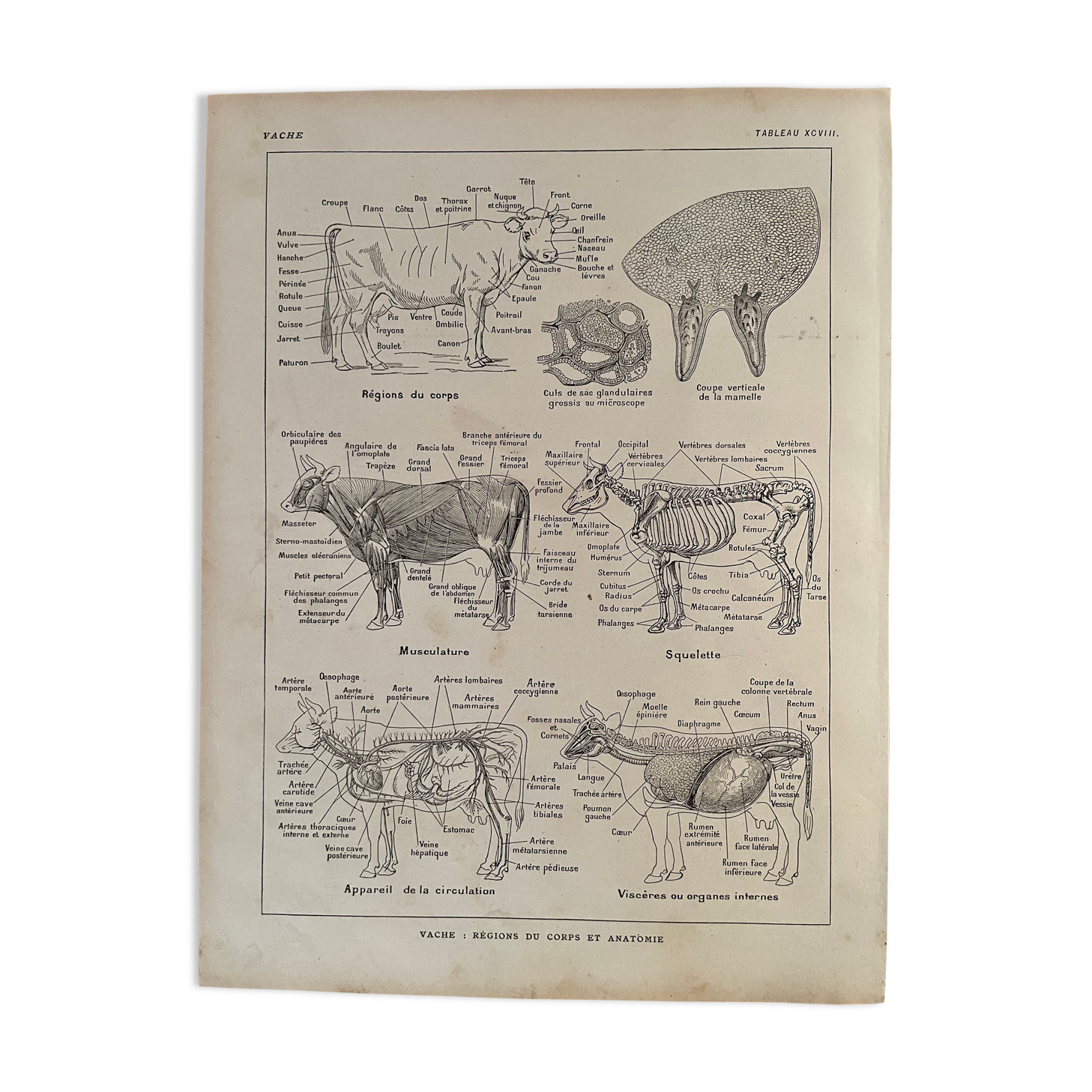 Lithograph on the anatomy of the cow from 1921