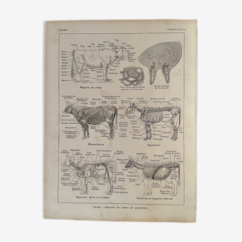 Lithographie sur l'anatomie de la vache de 1921